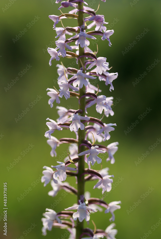 A fragrant orchid (Gymnadenia conopsea) on the xerothermic grassland in Poland