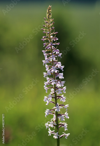 Obraz na płótnie A fragrant orchid (Gymnadenia conopsea) on the xerothermic grassland in Poland w salonie