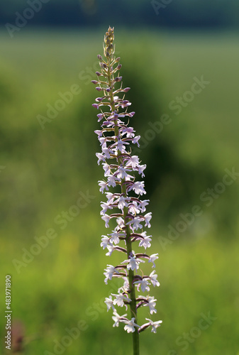 Obraz na płótnie A fragrant orchid (Gymnadenia conopsea) on the xerothermic grassland in Poland w salonie