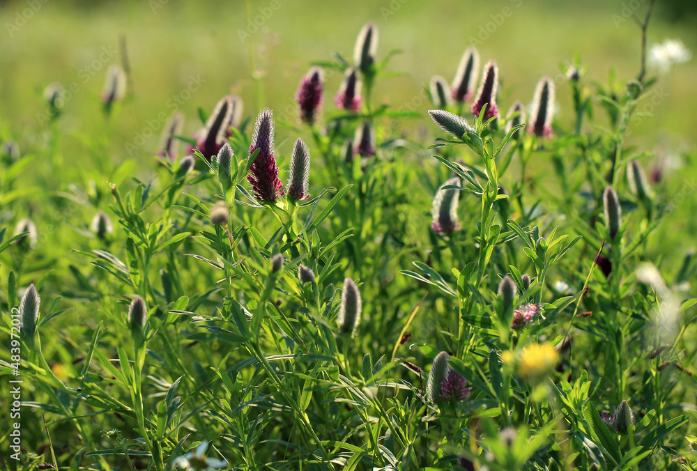A rare clover species (Trifolium rubens) on the xerothermic grassland in Poland