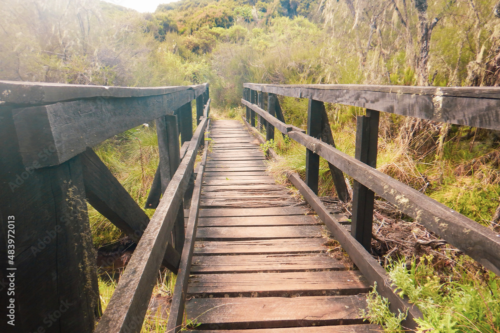 A wooden footpath in the forest at Aberdare National Park, Kenya