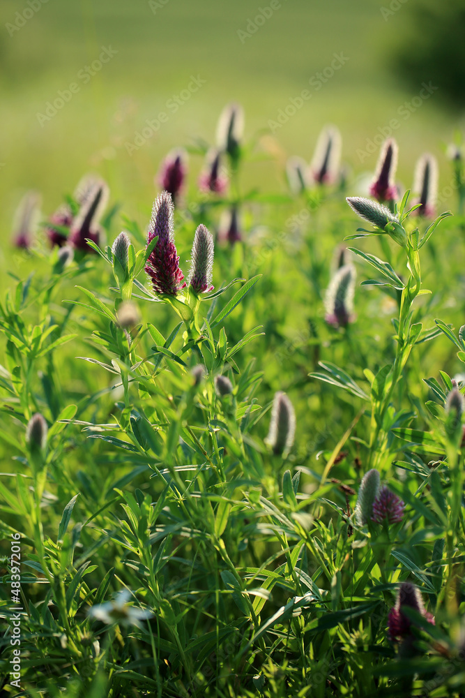 A rare clover species (Trifolium rubens) on the xerothermic grassland in Poland