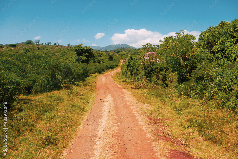 A dirt road against forest at Aberdare National Park, Kenya
