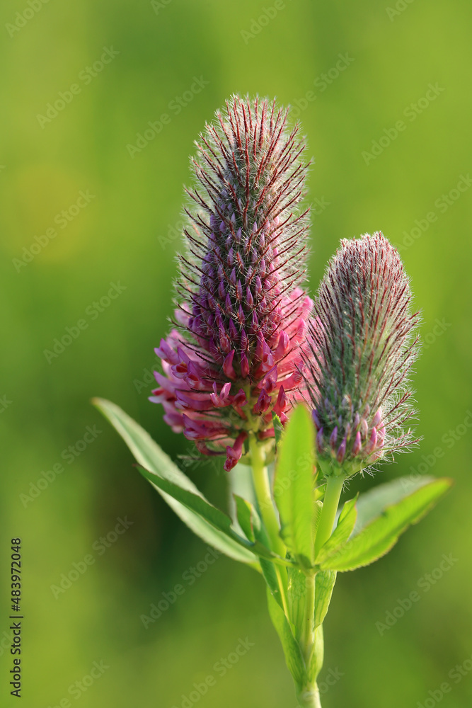 A rare clover species (Trifolium rubens) on the xerothermic grassland in Poland