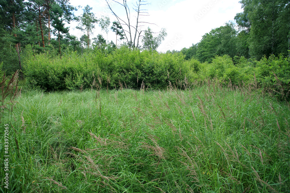 Sedge rushes in the place of drained peat bogs in eastern Poland