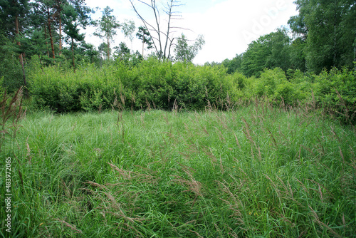 Obraz na płótnie Sedge rushes in the place of drained peat bogs in eastern Poland w salonie