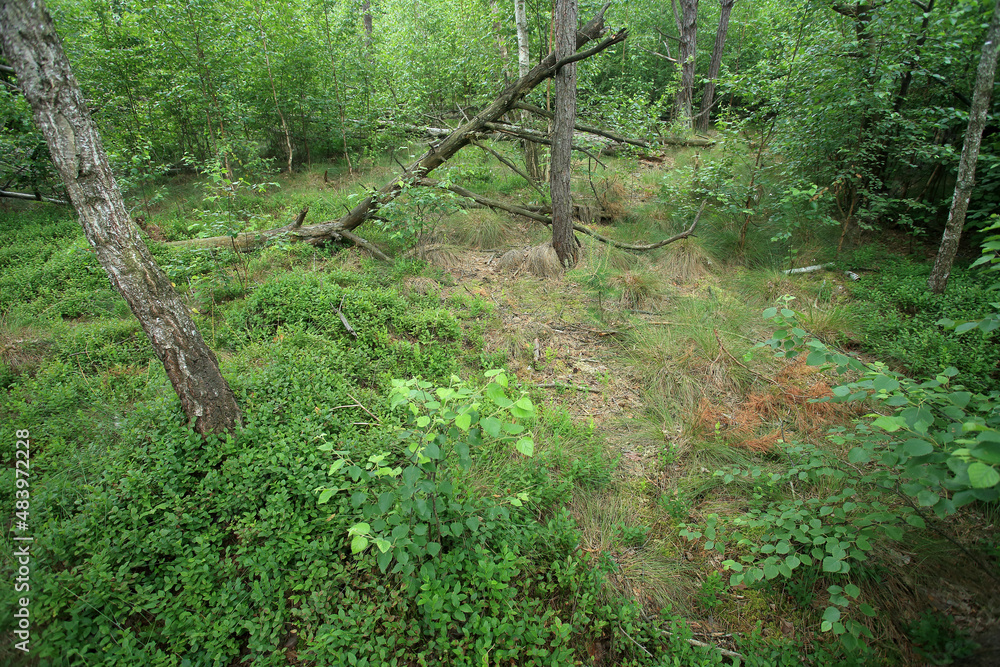 Obraz premium A drained forest peat bog (bog forest) in eastern Poland