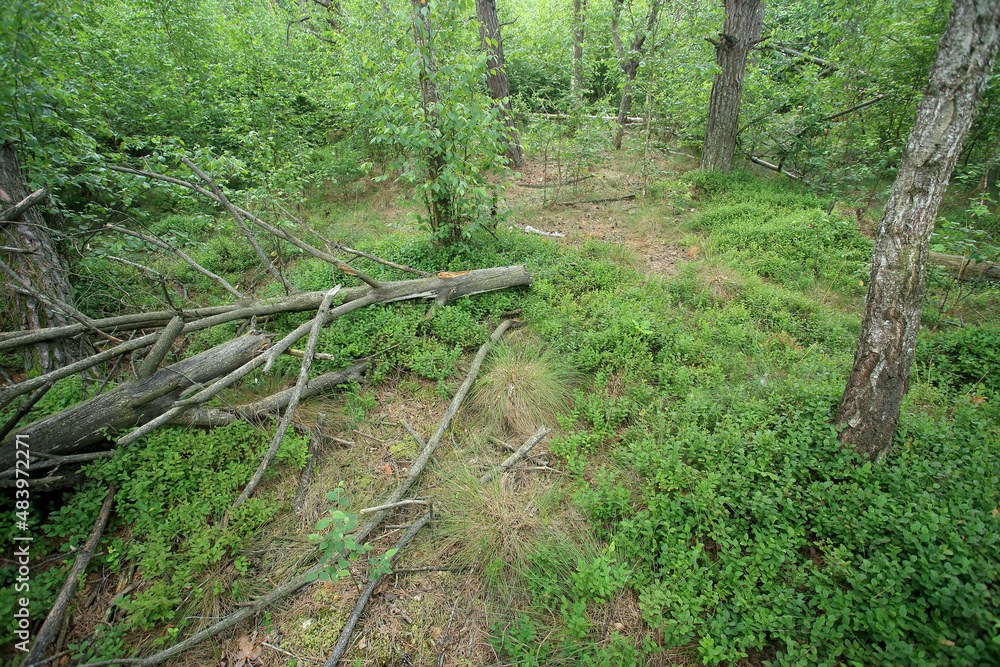 A drained forest peat bog (bog forest) in eastern Poland