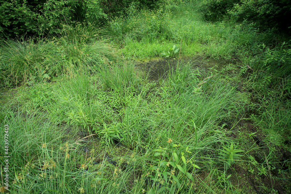Sedge rushes in the place of drained peat bogs in eastern Poland