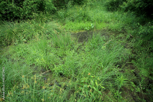 Obraz na płótnie Sedge rushes in the place of drained peat bogs in eastern Poland w salonie