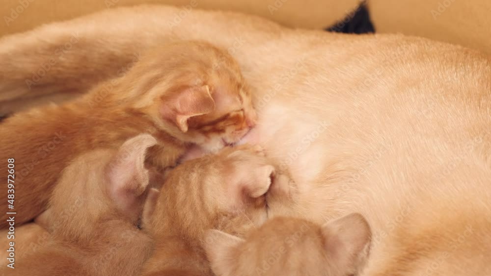 Oriental shorthair kittens breastfeeding, close up. Oriental shorthair kittens breastfeeding, close up.