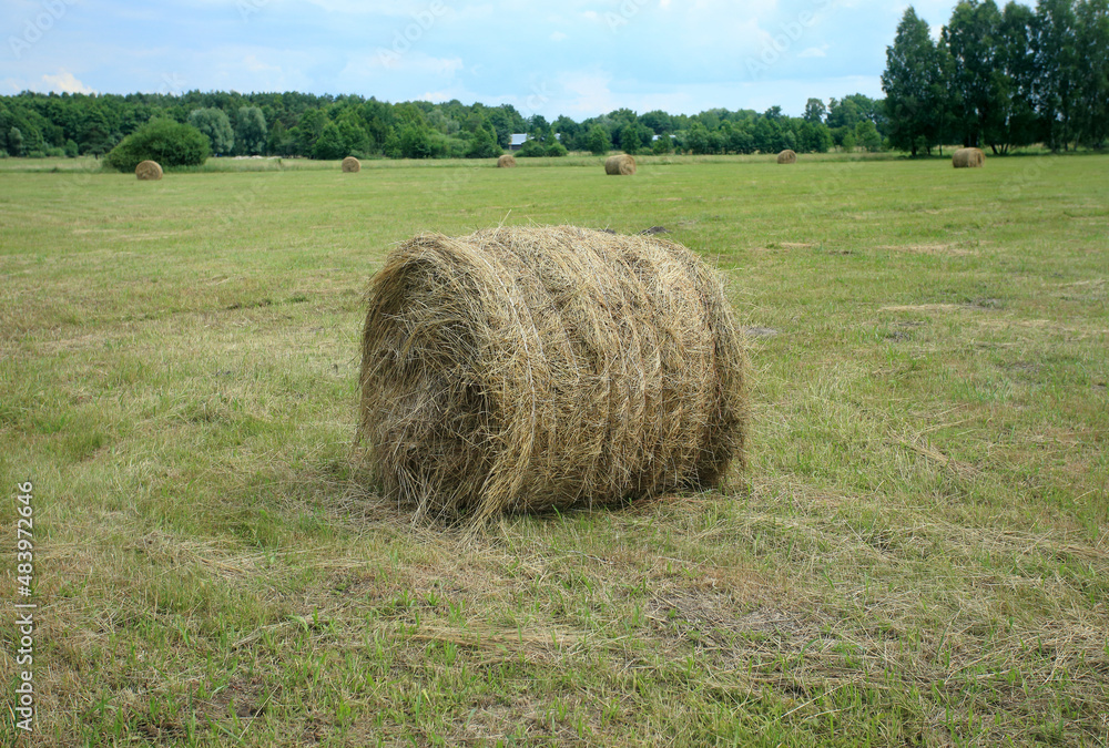 Hay bales in a mowed meadow (eastern Poland, near Slawatycze)