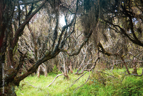 Scenic view of trees in the forest at Aberdare National Park, Kenya © martin