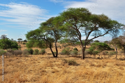 Biotop des Pfirsichköpfchens (Agapornis fischeri) in Tansania.