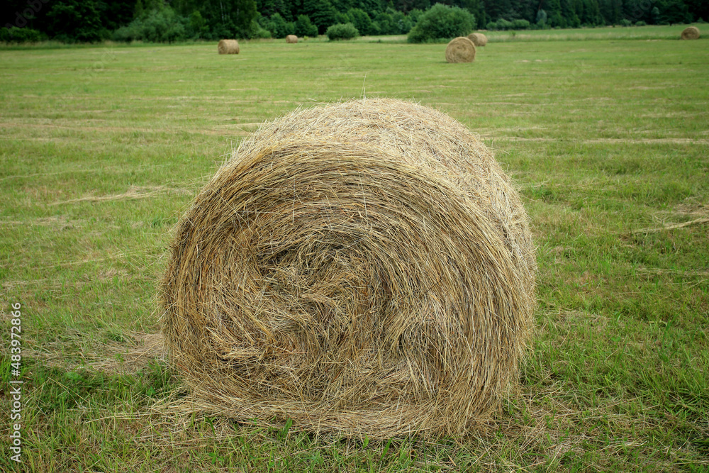 Hay bales in a mowed meadow (eastern Poland, near Slawatycze)