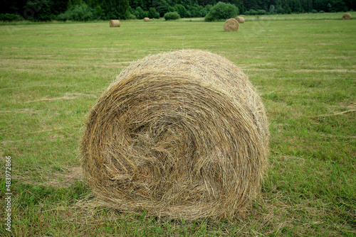 Hay bales in a mowed meadow (eastern Poland, near Slawatycze)