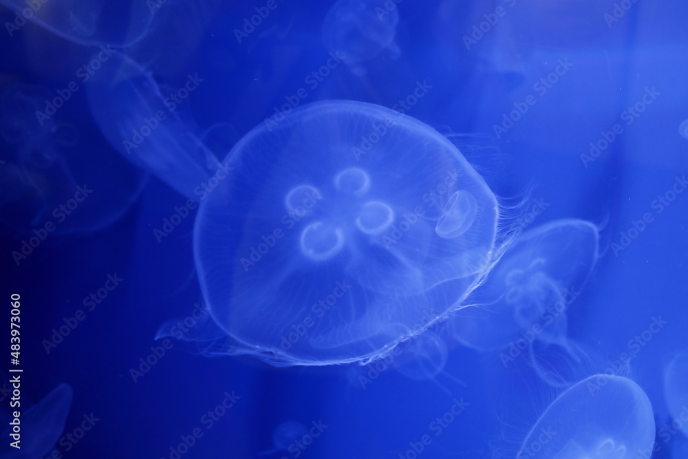 Naklejka premium 水族館のミズクラゲ