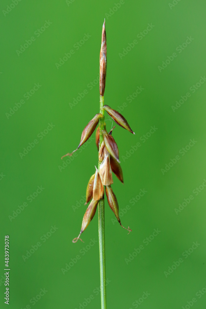 A very rare Flea sedge (Carex pulicaris) on fen in central Poland