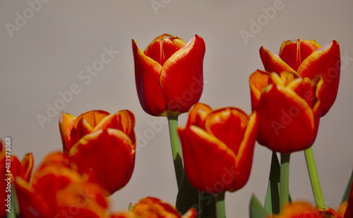 Bouquet of bright tulips on a blurred soft background.