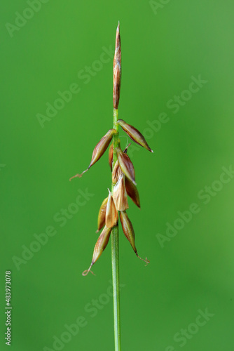 Obraz na płótnie A very rare Flea sedge (Carex pulicaris) on fen in central Poland w salonie