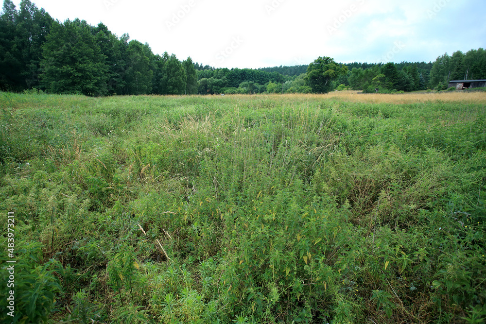 Nitrophilic vegetation poor in species in the place of drained peat bogs in central Poland (Kuyavian-Pomeranian Voivodeship)