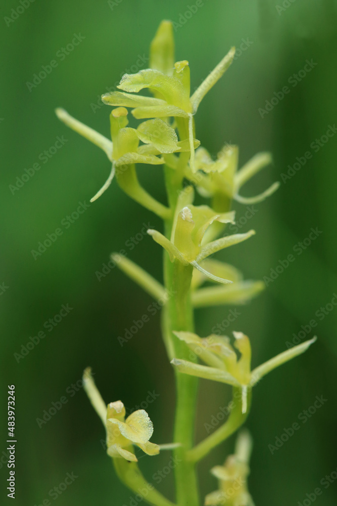 A Fen Orchid (Liparis loeselii) on a fen in Kuyavian-Pomeranian Voivodeship (Poland)