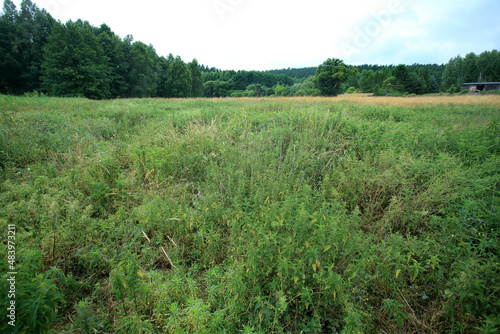 Obraz na płótnie Nitrophilic vegetation poor in species in the place of drained peat bogs in central Poland (Kuyavian-Pomeranian Voivodeship) w salonie