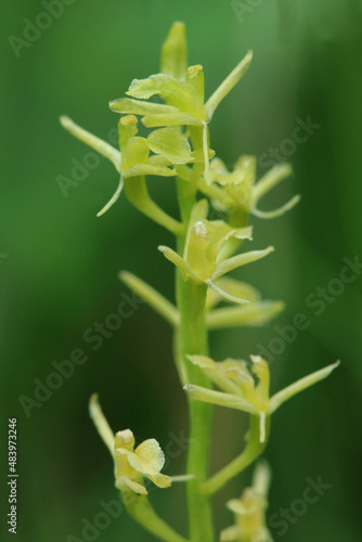 Obraz na płótnie A Fen Orchid (Liparis loeselii) on a fen in Kuyavian-Pomeranian Voivodeship (Poland) w salonie