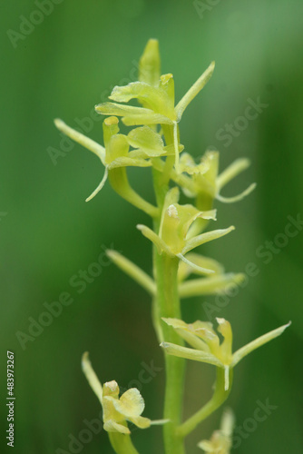 Canvas Print A Fen Orchid (Liparis loeselii) on a fen in Kuyavian-Pomeranian Voivodeship (Pol