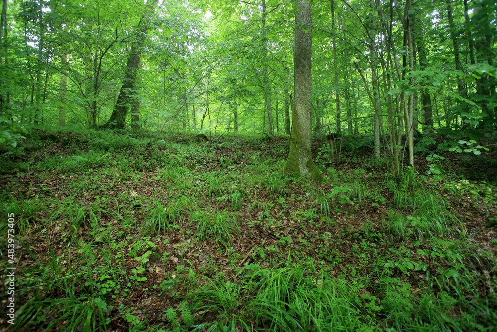 Broadleaved forest in Romincka Forest (north-east Poland)