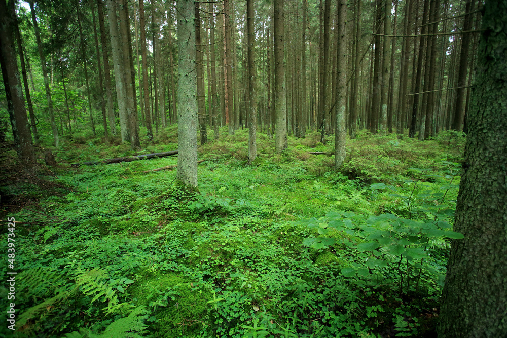 Broadleaved forest in Romincka Forest (north-east Poland)