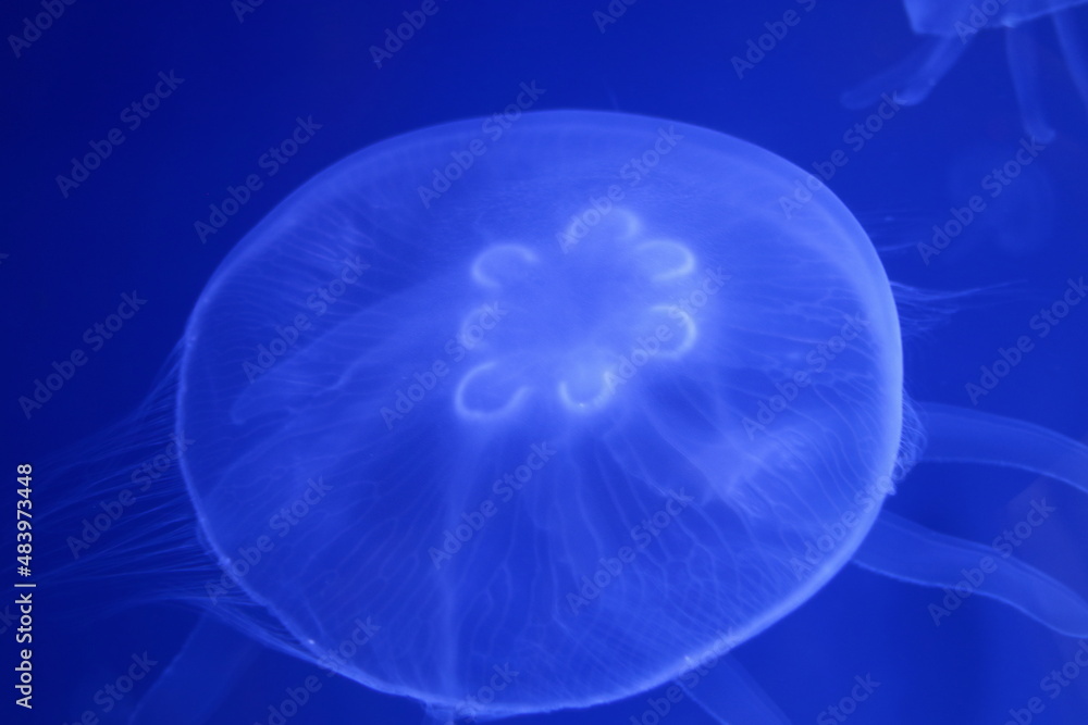 Obraz premium 水族館のミズクラゲ