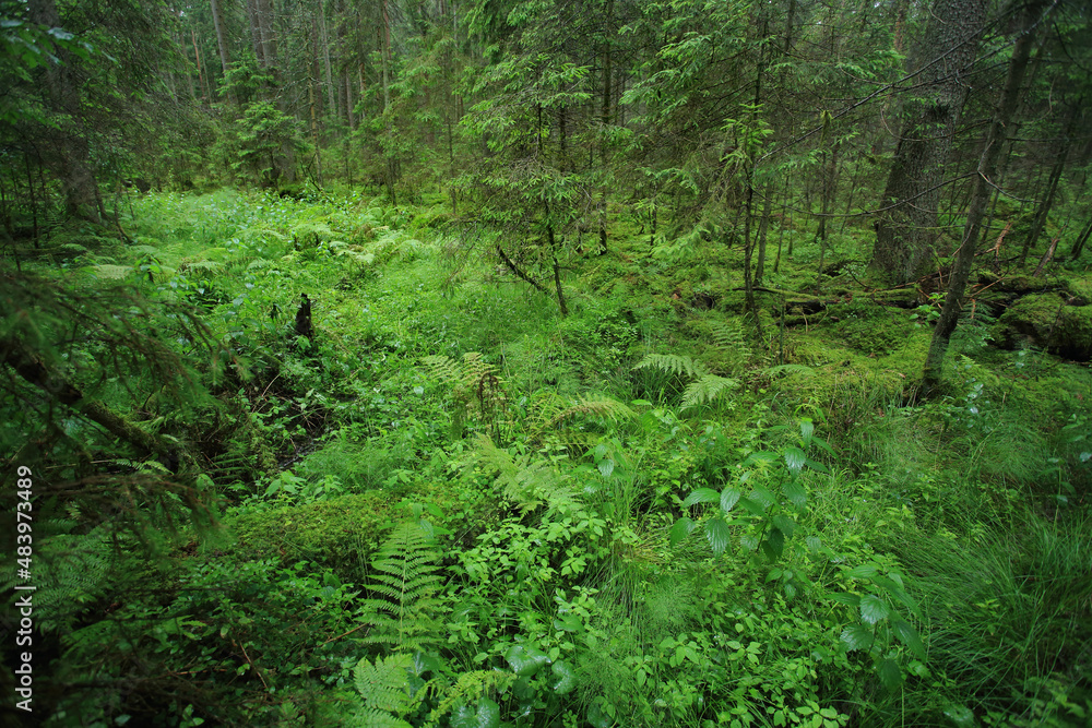 Broadleaved forest in Romincka Forest (north-east Poland)