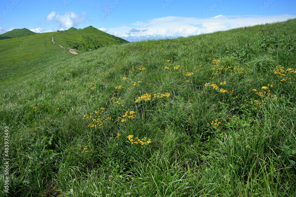 A rare species of ragworts (Senecio papposus) on the Polonyna Wetlinska in Bieszczadzki National Park (Poland).
