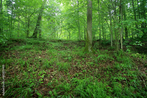 Obraz na płótnie Broadleaved forest in Romincka Forest (north-east Poland) w salonie
