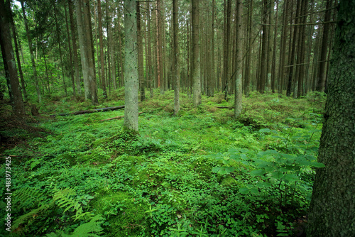 Broadleaved forest in Romincka Forest (north-east Poland)