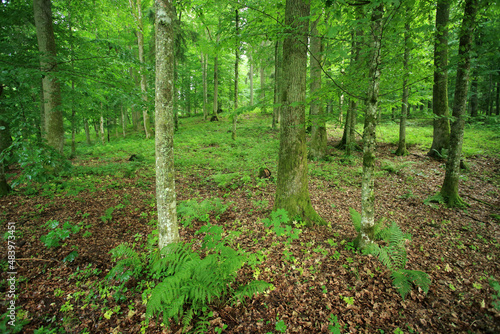 Obraz na płótnie Broadleaved forest in Romincka Forest (north-east Poland) w salonie