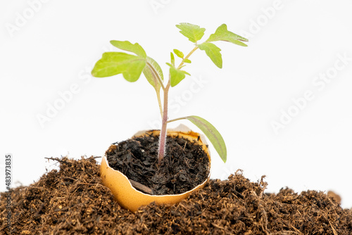 Plant de tomate naissant dans un œuf photo