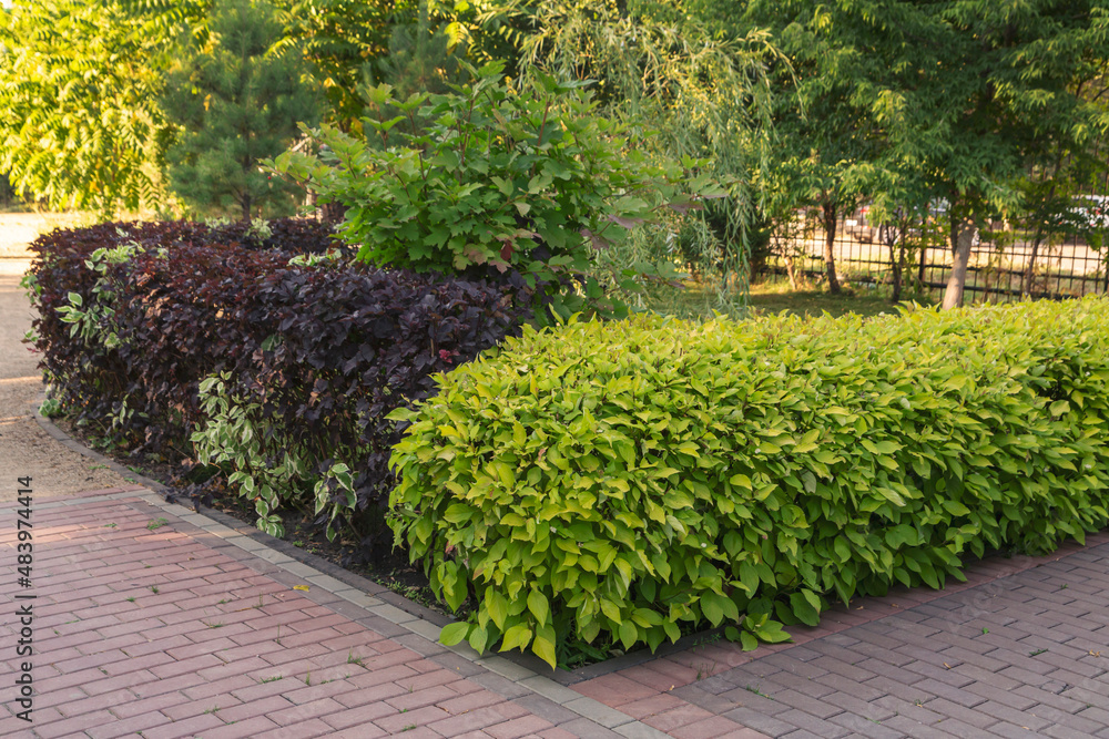 Paved alley of the park with trimmed bushes and trees. Landscaping.