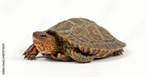 Painted wood turtle, Central American wood turtle // Pracht-Erdschildkröte (Rhinoclemmys pulcherrima manni)