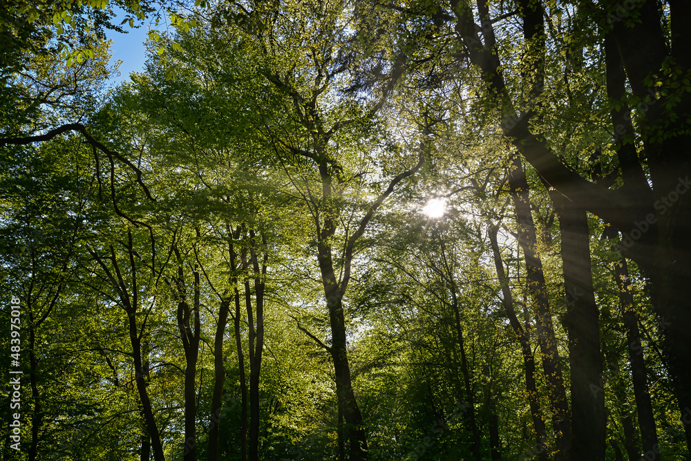 Wald, Sonnenstrahlen, Hintergrund Wald, Sonnenstrahlen, Hintergrund