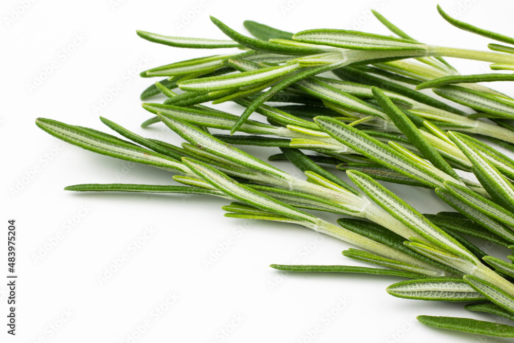 Fototapeta premium Rosemary. Fresh rosemary twigs isolated on white background.
