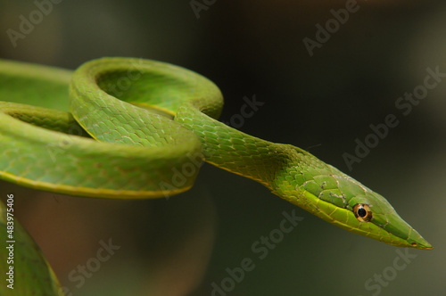 cobra oxybelis fulgidus verde