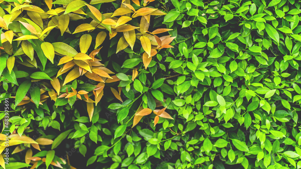 Fototapeta premium Green leaves pattern background, Natural background and wallpaper. in Phuket Thailand.