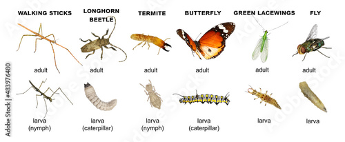 Walking sticks, longhorn beetle, termite, fly, green lacewings, butterfly. Adult insects and their larvae. Isolated on a white background