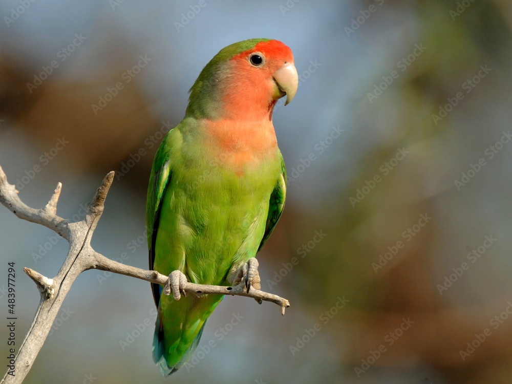 Rosenköpfchen (Agapornis roseicollis) in Namibia. Rosenköpfchen (Agapornis roseicollis) in Namibia.