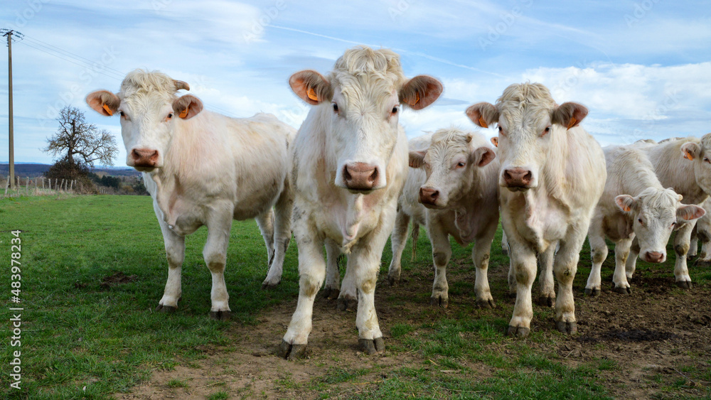 A herd of Charolais cows in a field, in the countryside.