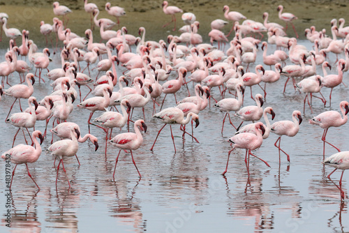 Flamboyance of Lesser Flamingos, Walvis Bay, Namibia