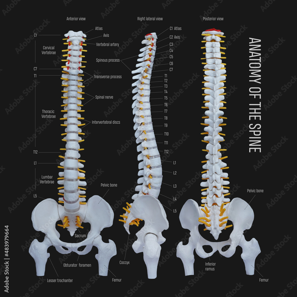 Anatomy of the spine .Human spine with names of sections. Stock Photo
