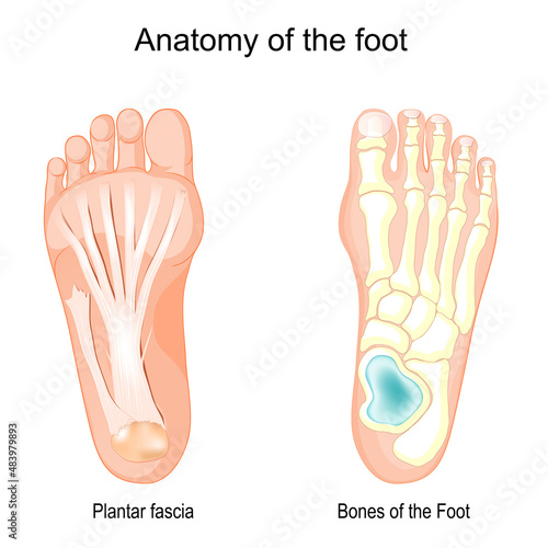 Bones of the Foot and Plantar fascia.